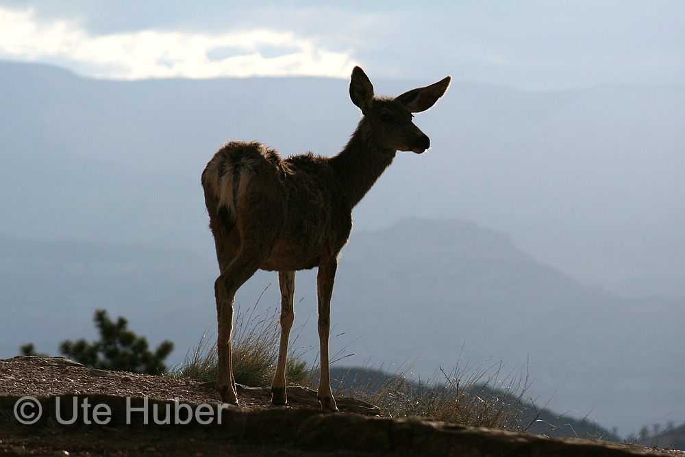 sonstige Tiere Naturfots