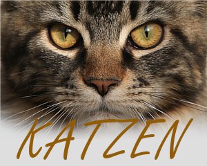 Katzenfotografie