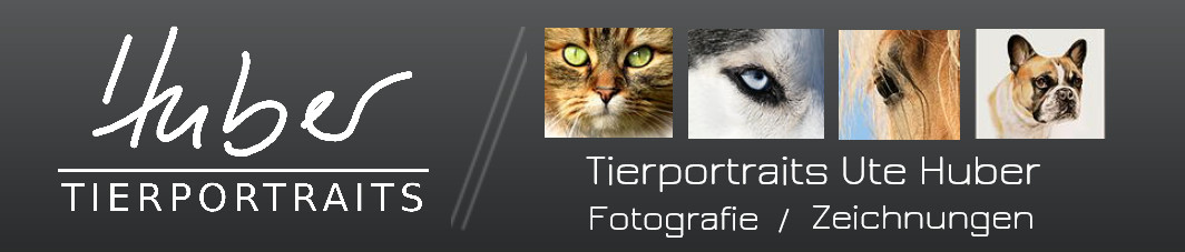 Katzenfotografie